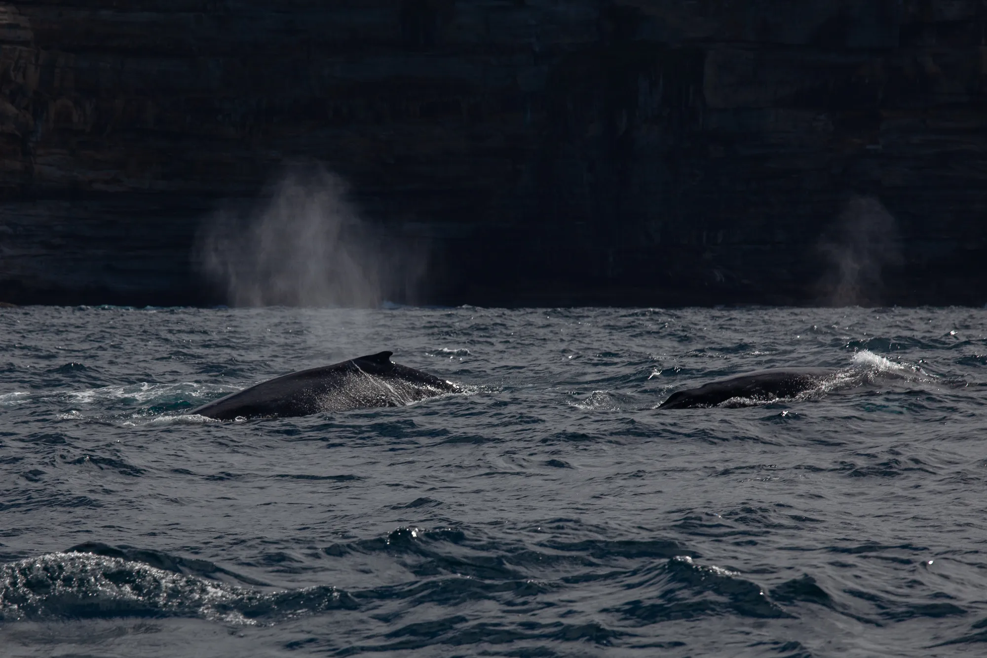 Two humpback whales surfacing with blowhole spray against dark sandstone cliffs off Sydney.