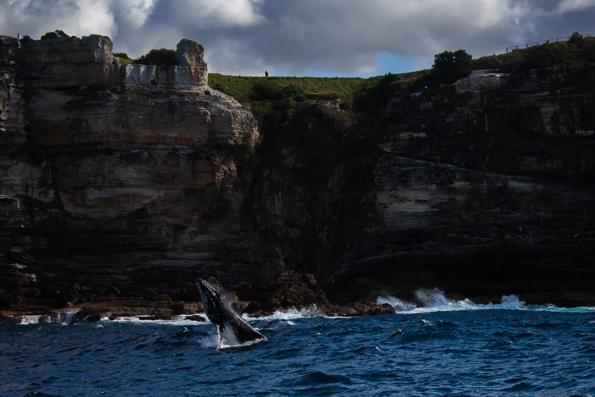 A humpback whale breaching near the base of Sydney's coastal cliffs, with a person visible on the clifftop above.